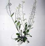 Arabidopsis arenosa