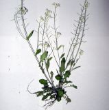 Arabidopsis arenosa