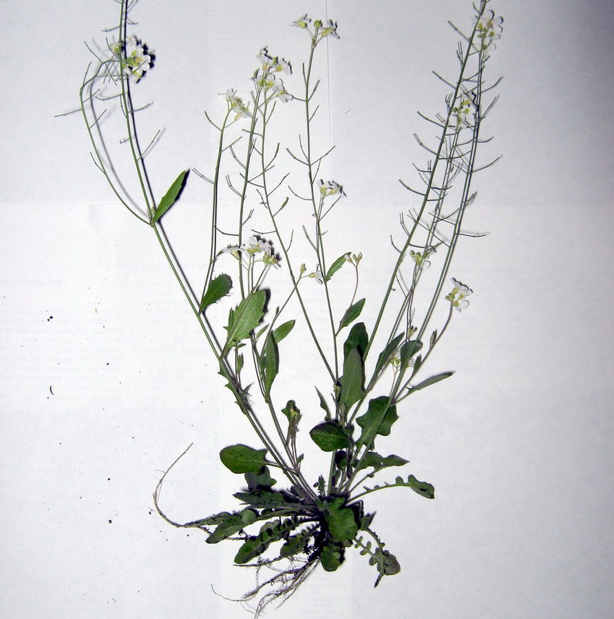 Изображение особи Arabidopsis arenosa.