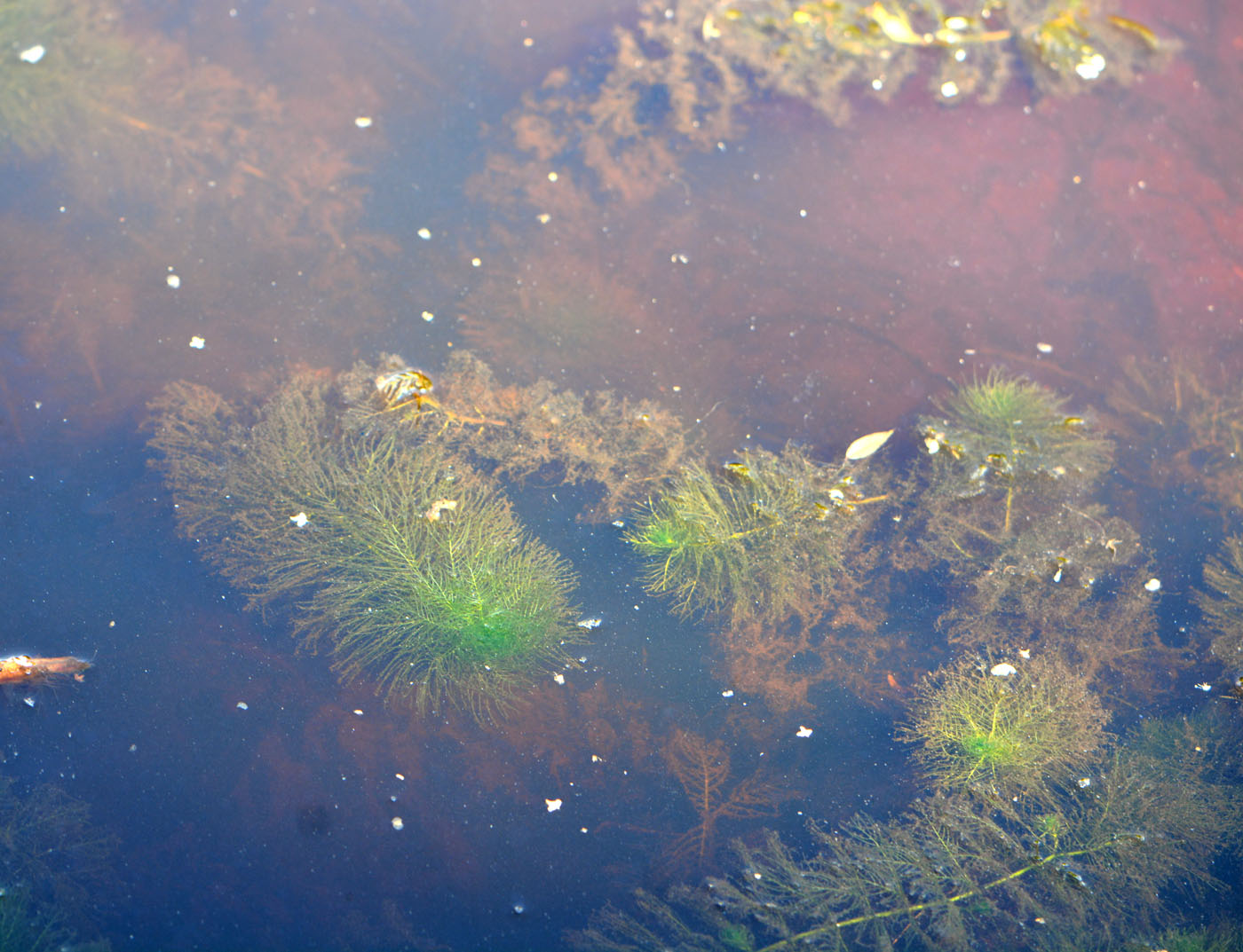 Image of Myriophyllum verticillatum specimen.