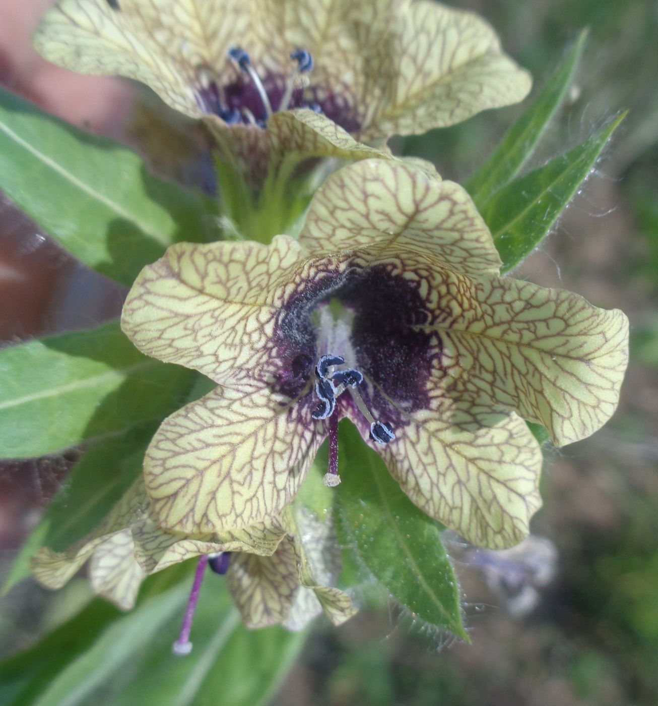 Изображение особи Hyoscyamus niger.