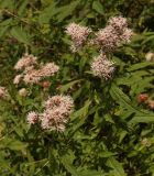 Eupatorium cannabinum