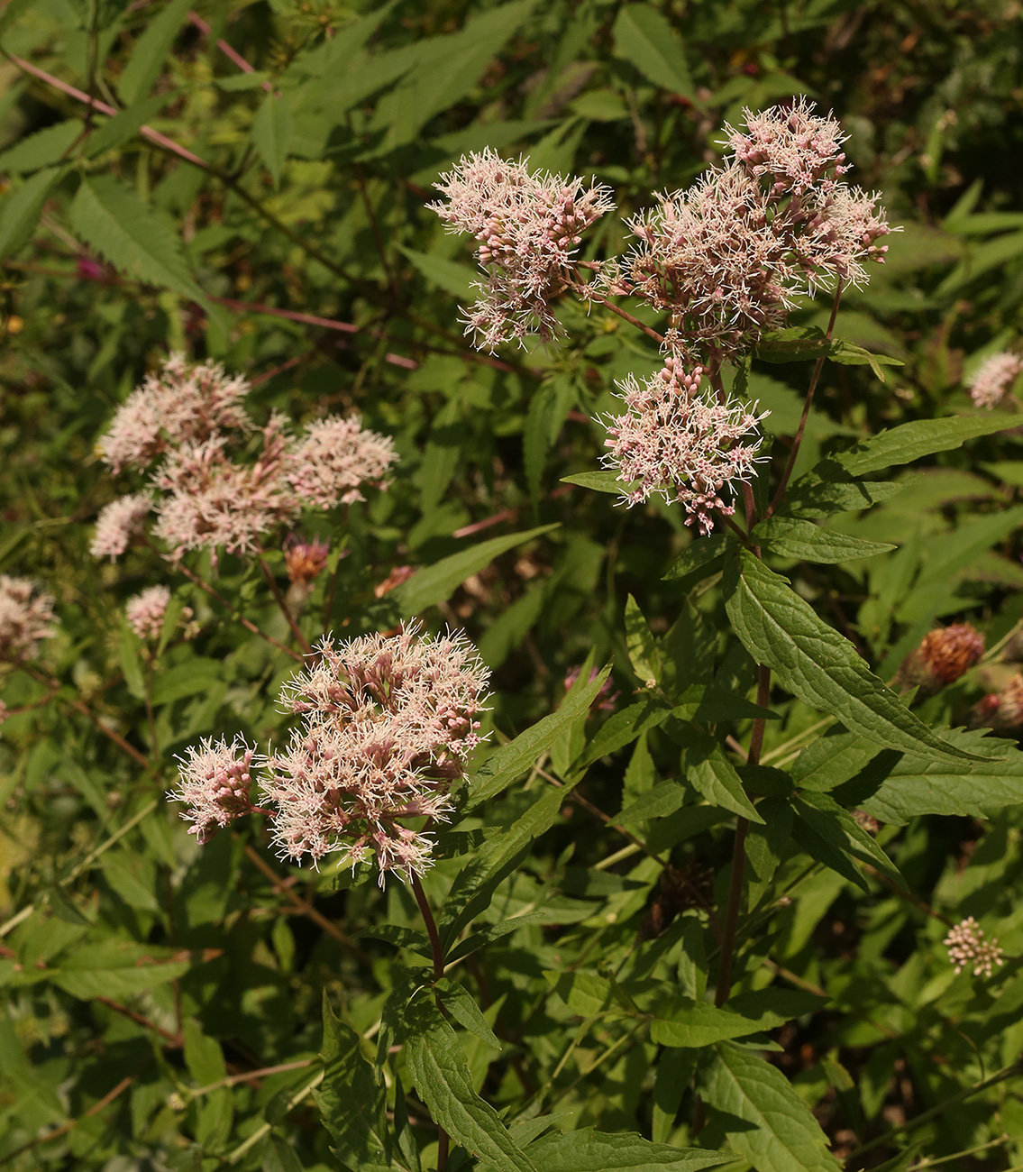 Изображение особи Eupatorium cannabinum.