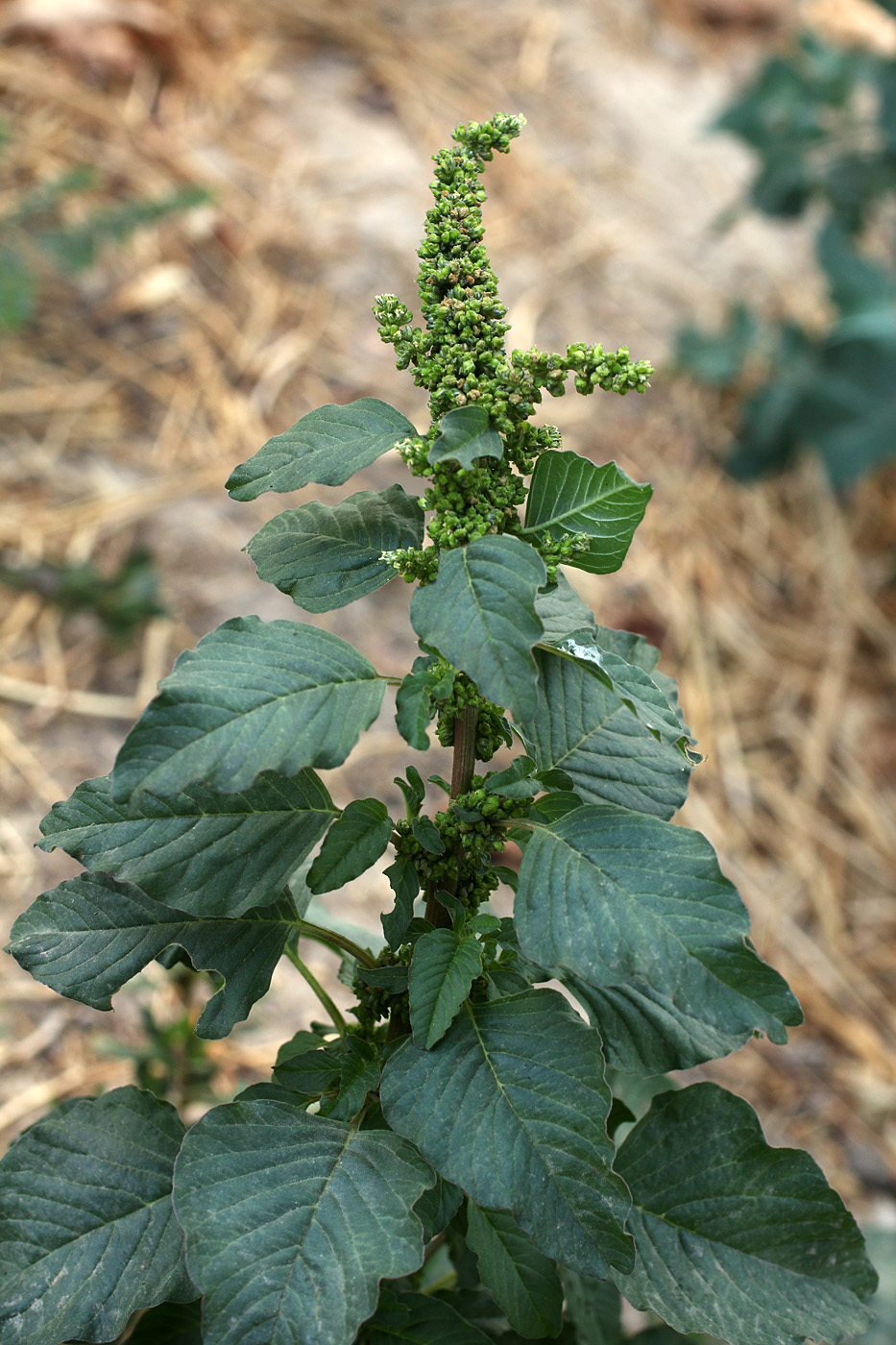 Изображение особи Amaranthus blitum.