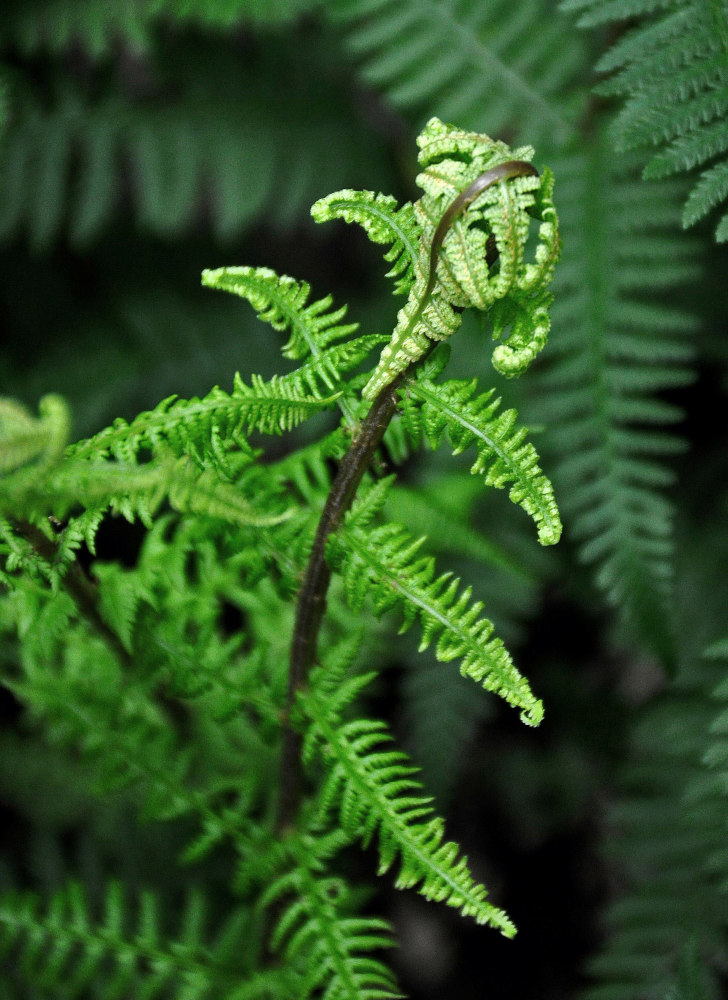 Image of Athyrium filix-femina specimen.