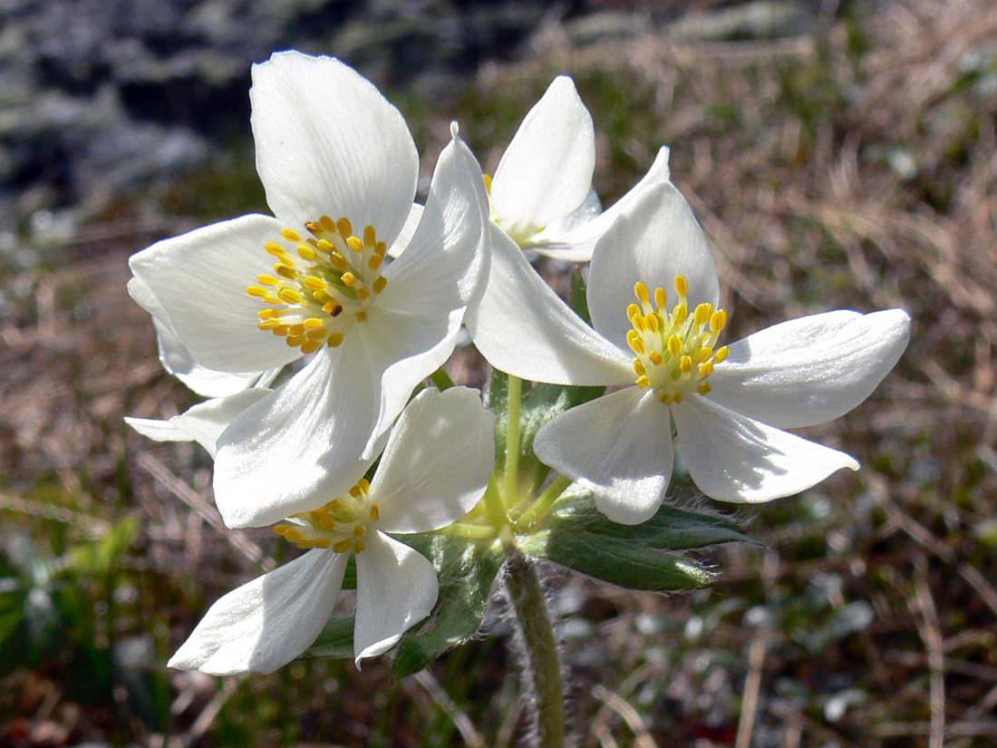 Изображение особи Anemonastrum biarmiense.