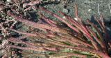 Salicornia procumbens. Побеги отцветшего растения. Азовское море, коса Камышеватская. 06.11.2019.