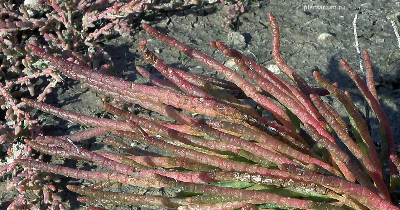 Изображение особи Salicornia procumbens.