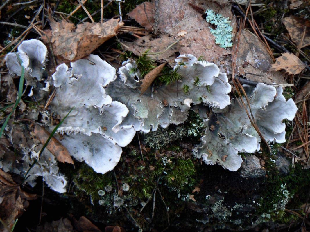 Image of Peltigera canina specimen.