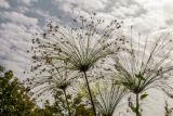 Cyperus papyrus