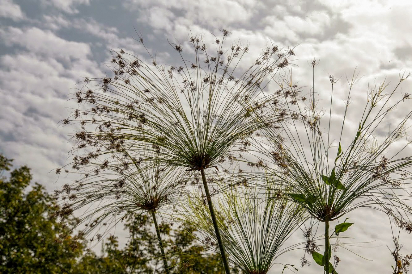 Изображение особи Cyperus papyrus.