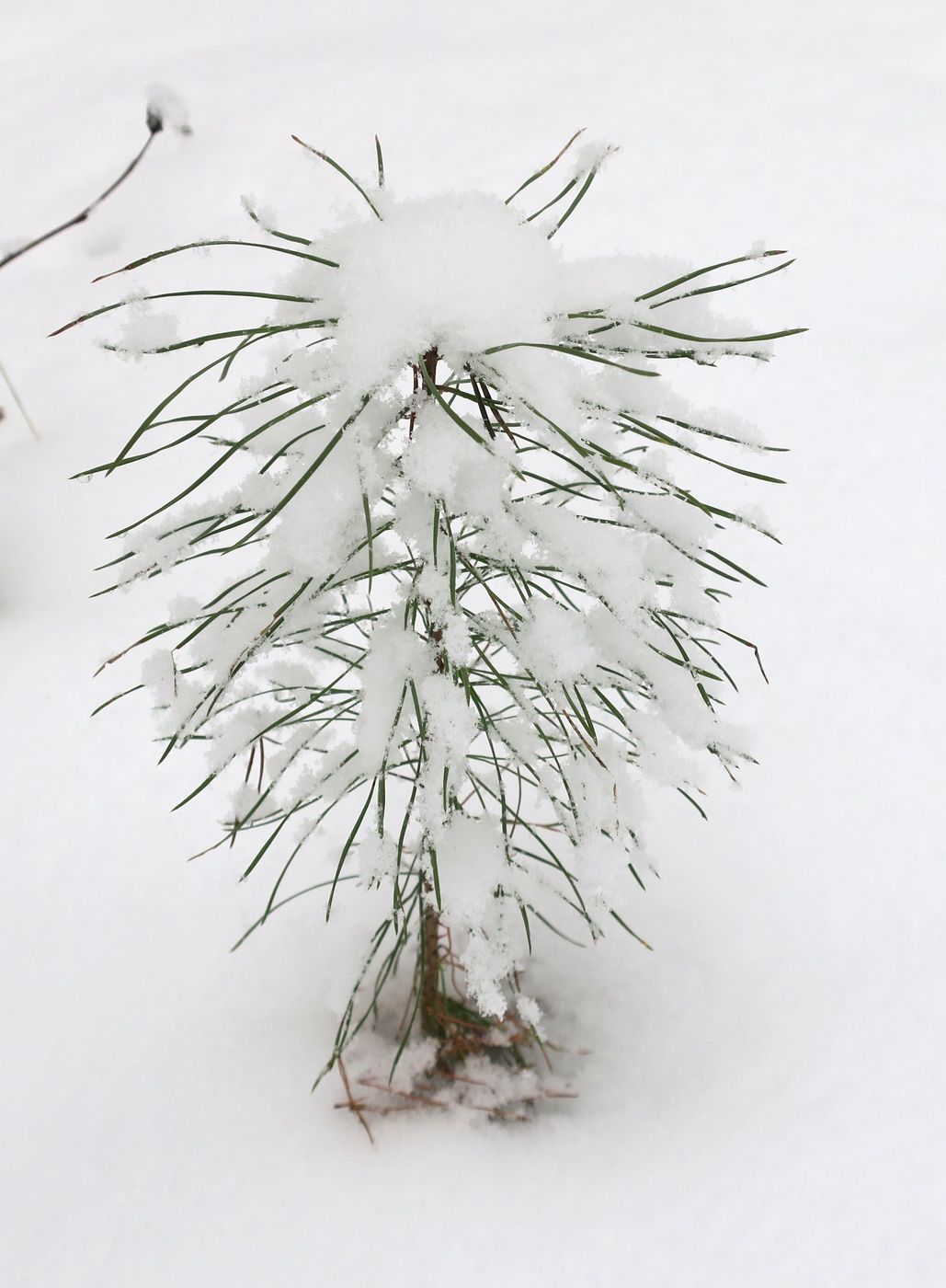 Изображение особи Pinus sylvestris.