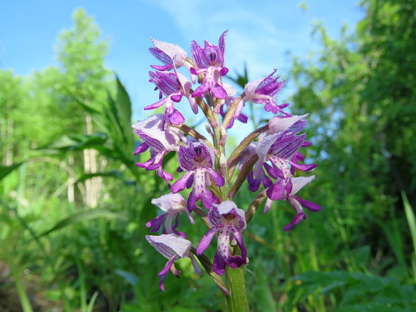 Изображение особи Orchis militaris.