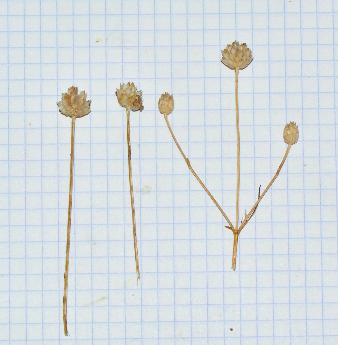 Image of Cephalaria joppensis specimen.