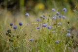 Jasione montana