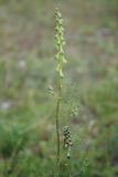 Aconitum barbatum. Соцветие. Алтай, Курайская степь, р. Тюте (выс. около 1600 м н.у.м.). 20.07.2010.