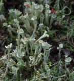 Cladonia deformis