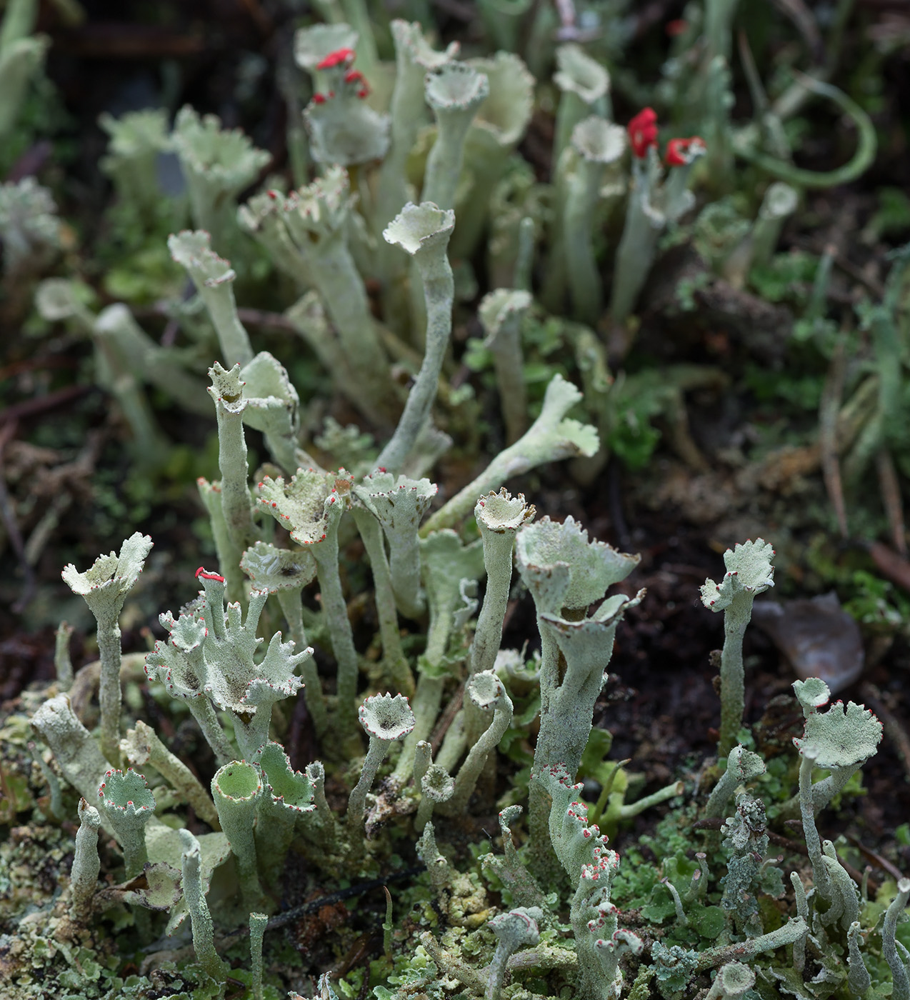 Изображение особи Cladonia deformis.