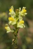 Linaria vulgaris. Соцветие. Карельский перешеек, окр. Сертолово, на просеке газопровода. 14.07.2019.