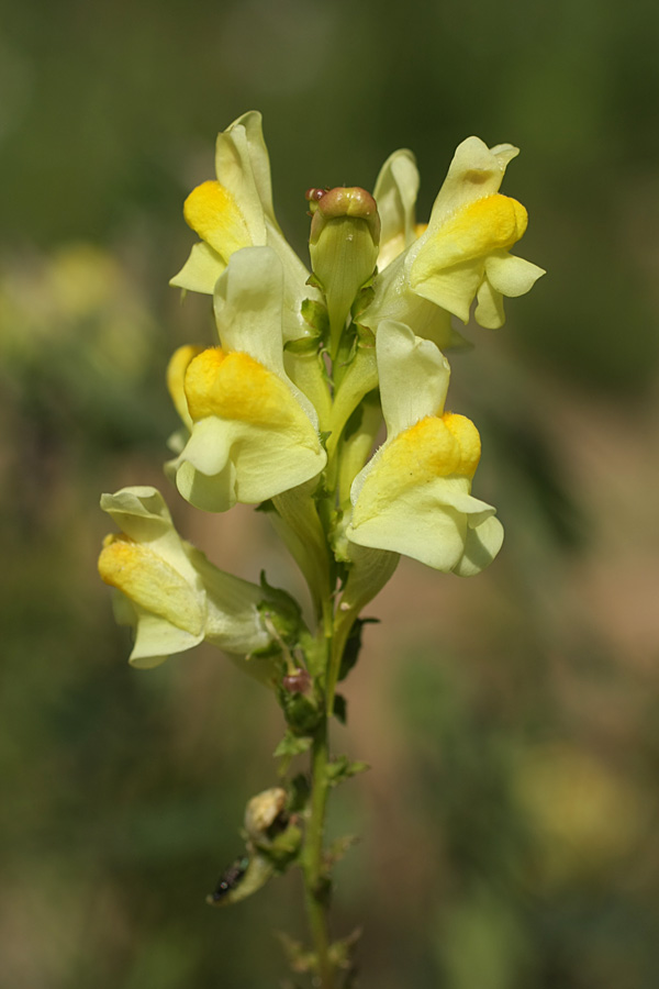 Image of Linaria vulgaris specimen.