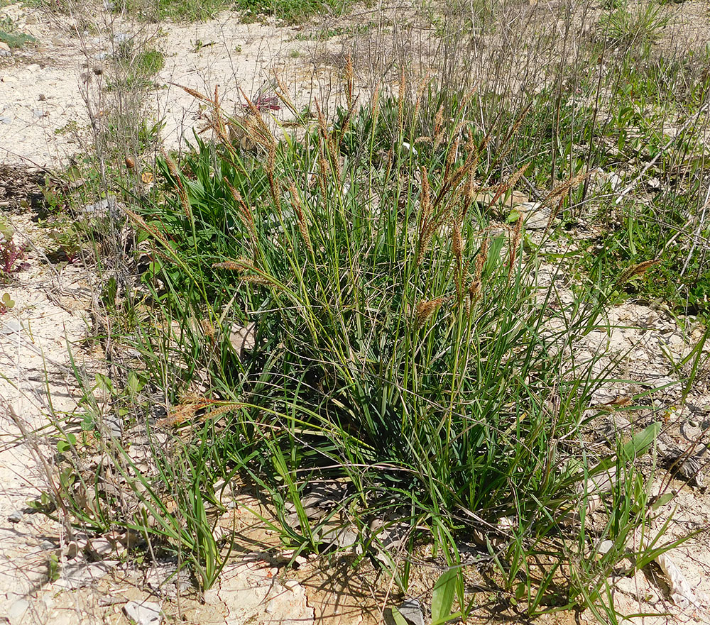 Изображение особи Carex cuspidata.