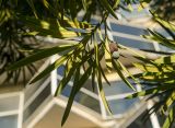 genus Podocarpus