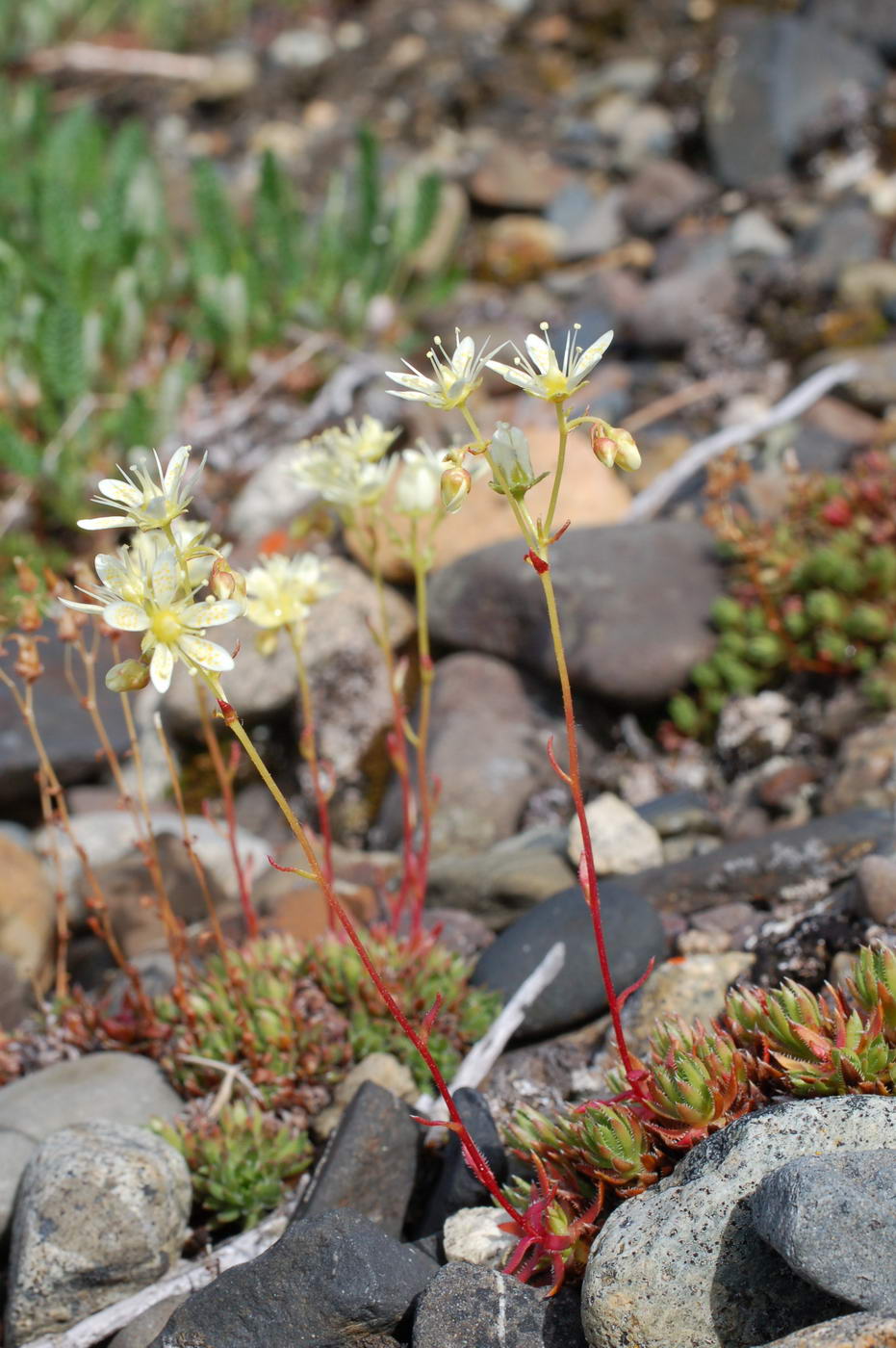 Image of Saxifraga stelleriana specimen.