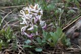 Corydalis ledebouriana. Цветущее растение. Казахстан, Туркестанская обл., окр. с. Жабаглы, ≈ 1300 м н.у.м., на каменистом склоне. 30 марта 2020 г.