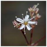 Gypsophila altissima. Цветок. Республика Татарстан, Дрожжановский р-н, с. Татарские Шатрашаны. 25.06.2010.