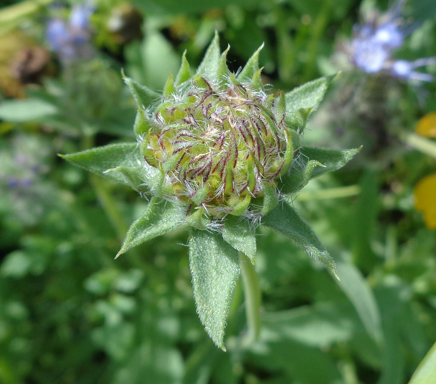 Image of Gaillardia &times; grandiflora specimen.