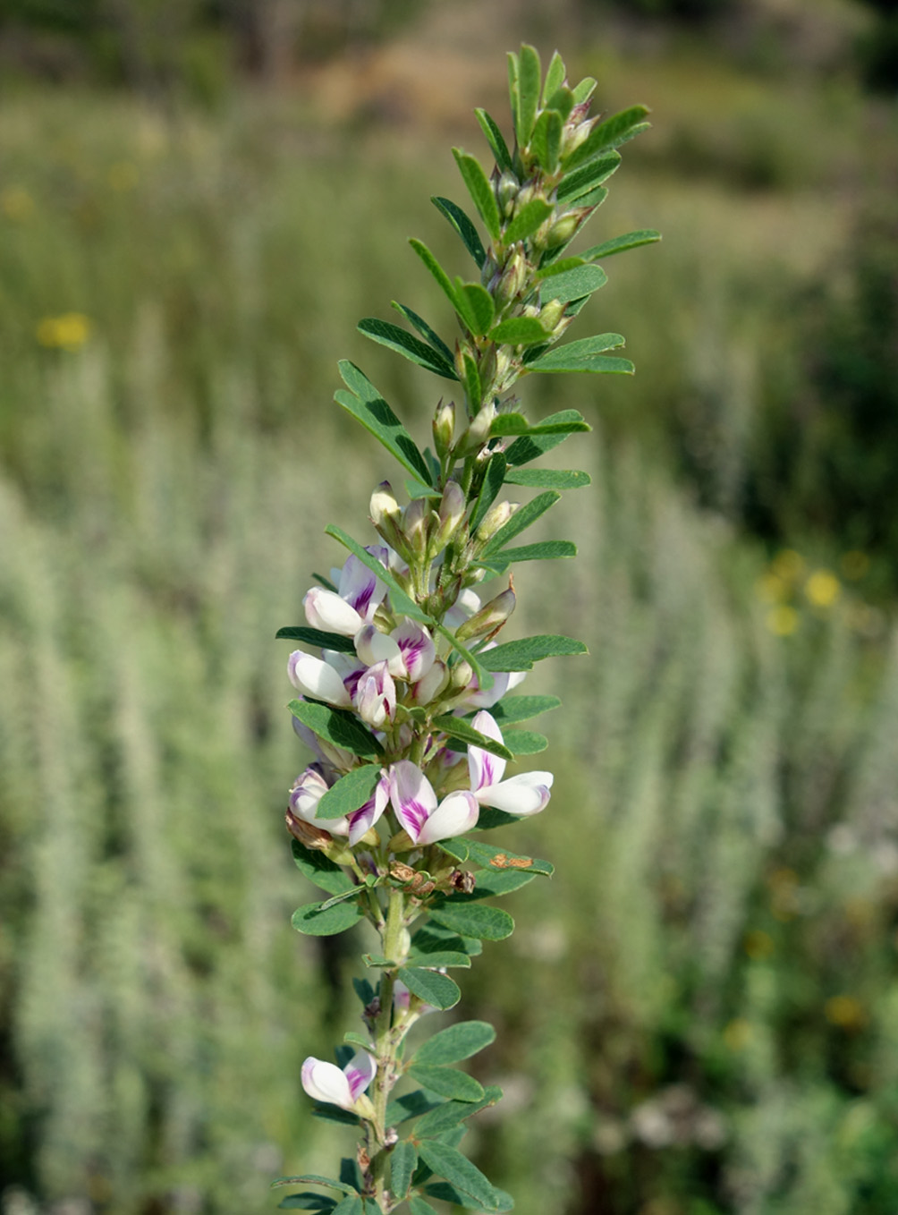 Изображение особи Lespedeza juncea.