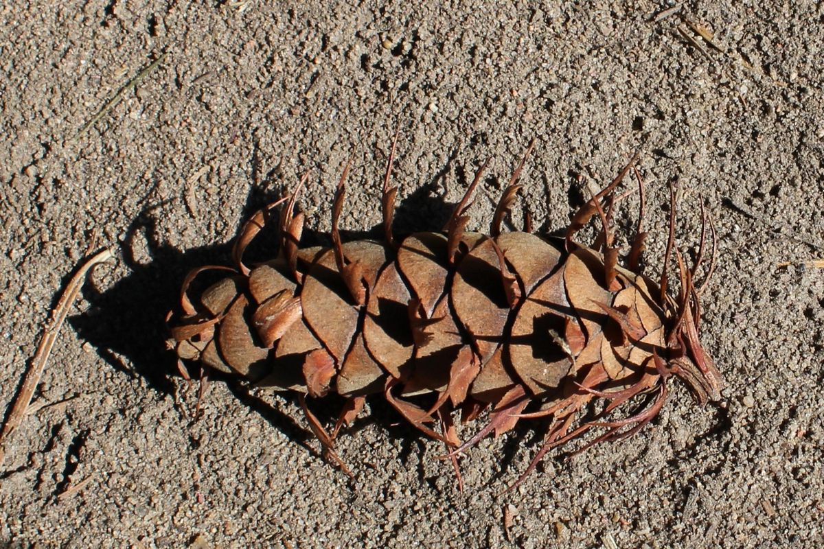 Изображение особи Pseudotsuga menziesii.