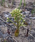 Petasites spurius. Генеративный побег с соцветиями и листьями в начале вегетации. Пермский край, Оханский р-н, Тулумбаихинское сельское поселение, Кунчурихинский бор, периодически затопляемый луг вдоль Воткинского водохранилища. 30.04.2020.