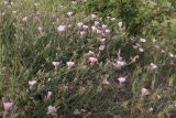 Convolvulus cantabrica