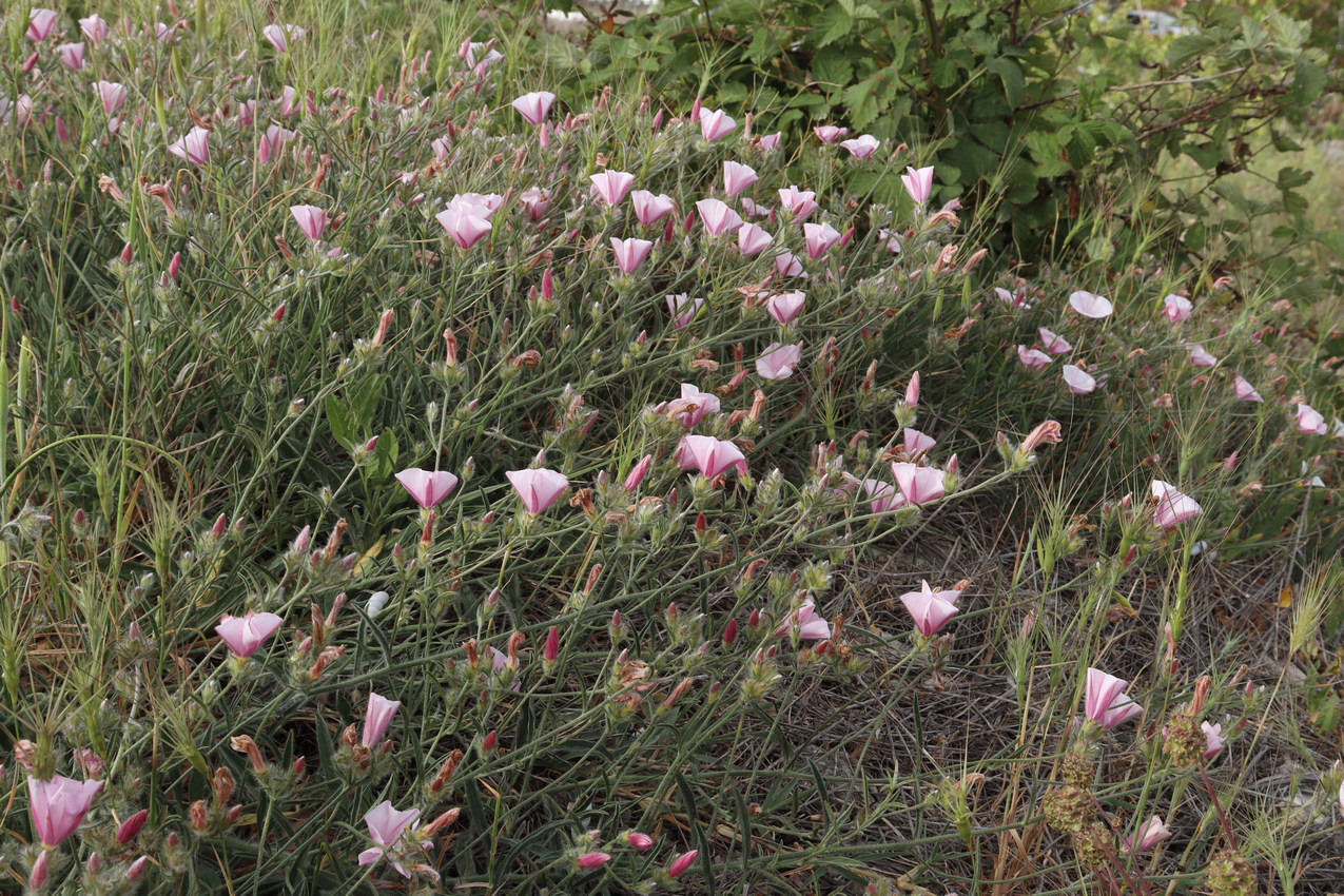 Image of Convolvulus cantabrica specimen.