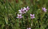 Erodium cicutarium