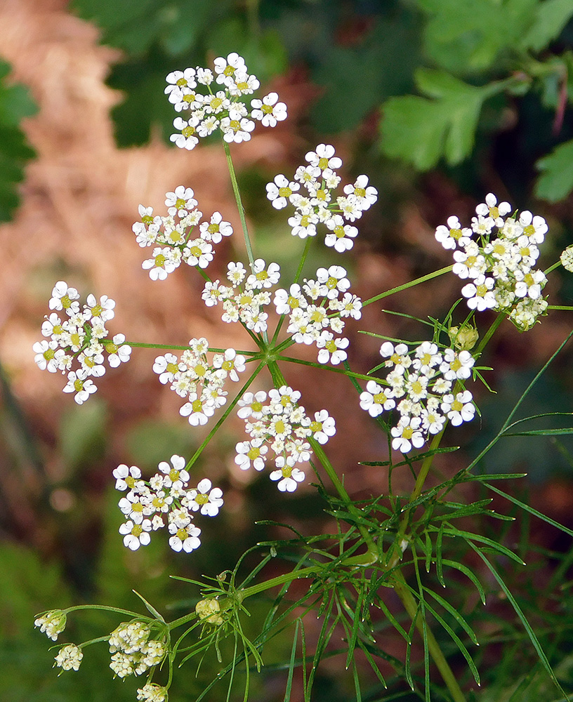 Image of Chaerophyllum bulbosum specimen.