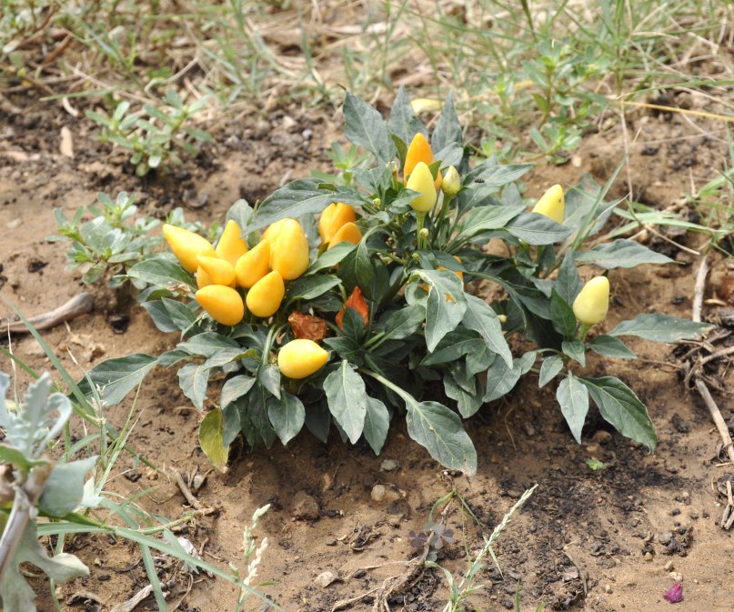 Изображение особи Capsicum annuum.