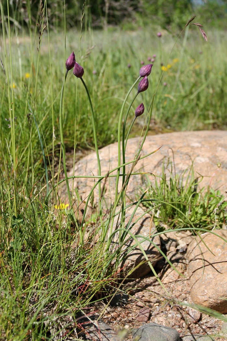 Изображение особи Allium schoenoprasum.