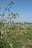 Silene nutans