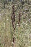 Rumex subspecies orientalis
