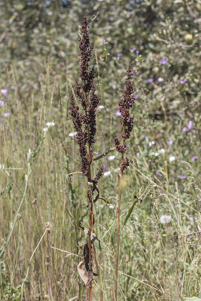 Изображение особи Rumex patientia ssp. orientalis.