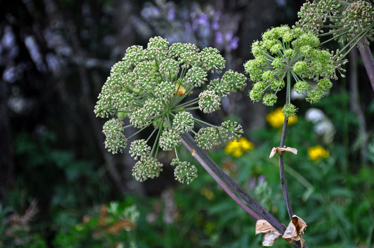 Изображение особи Archangelica officinalis.