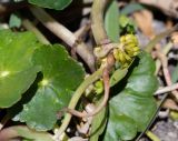 Hydrocotyle ranunculoides