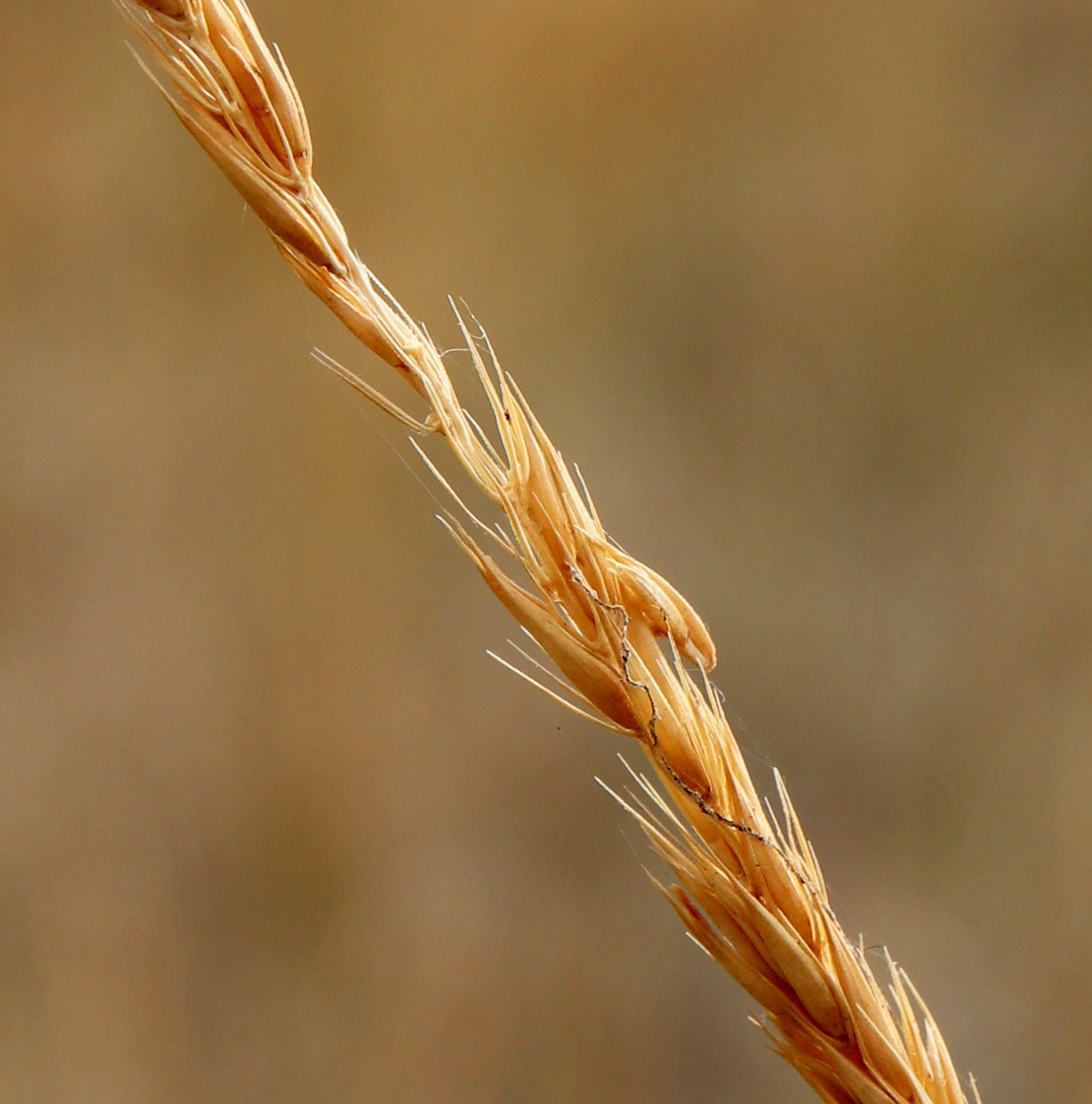 Изображение особи Psathyrostachys juncea.