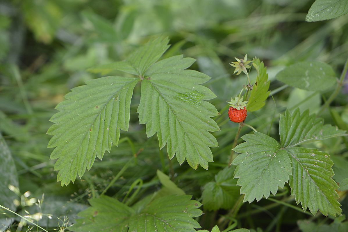 Изображение особи Fragaria vesca.