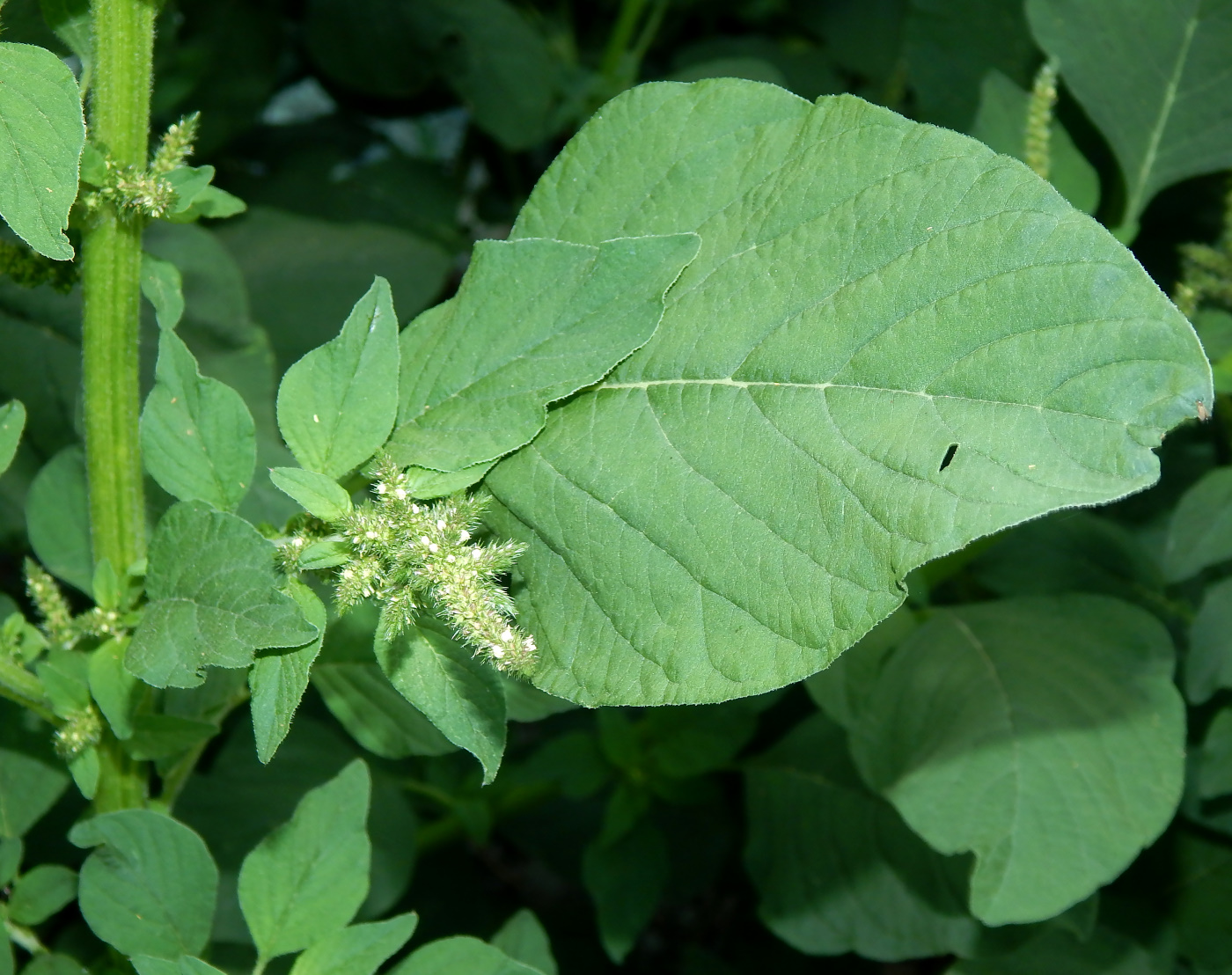 Image of Amaranthus hybridus specimen.