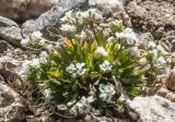 Draba supranivalis