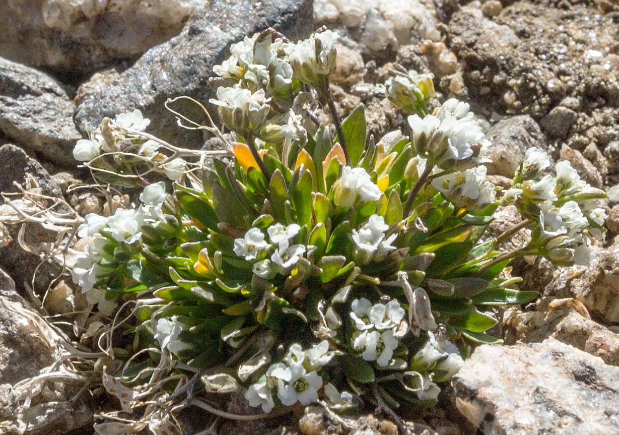 Изображение особи Draba supranivalis.