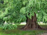 Metasequoia glyptostroboides. Нижняя часть вегетирующего растения. Нидерланды, Южная Голландия, г. Делфт, ботанический сад Делфтского технического университета (TU Delft). Август.